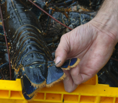 Read more about Best Practice Guidance on Crustacea Handling and Despatch