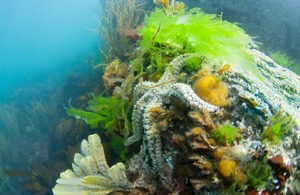 Read more about Consultation on new measures to protect sensitive habitats and species