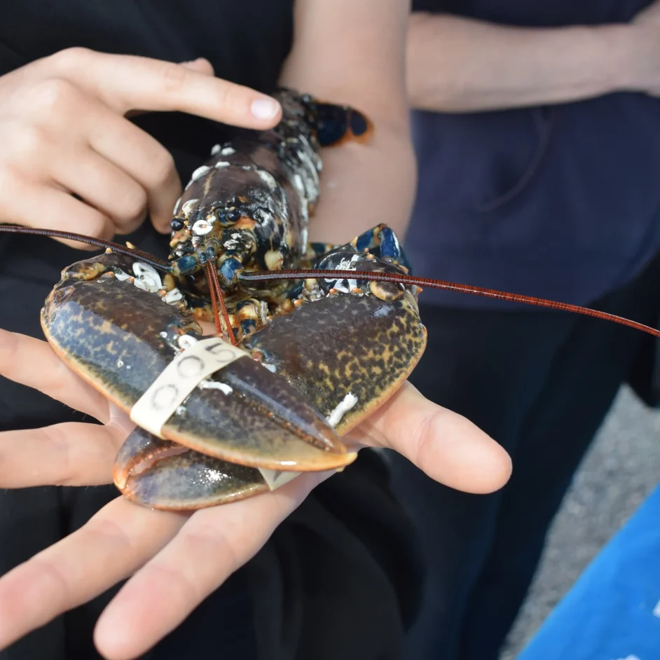 Close-up of lobster in the hands of NIFCA representative.