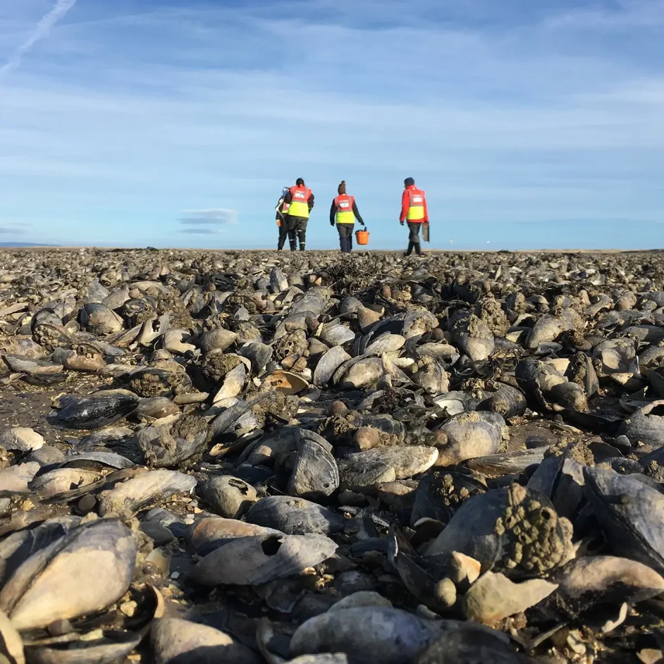 NIFCA members in hi-vis during survey on beach.