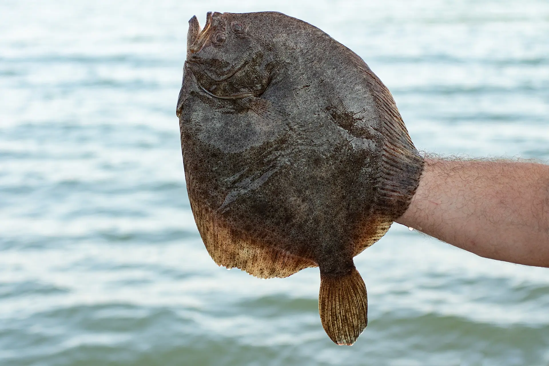 Flatfish being held up against sea background.