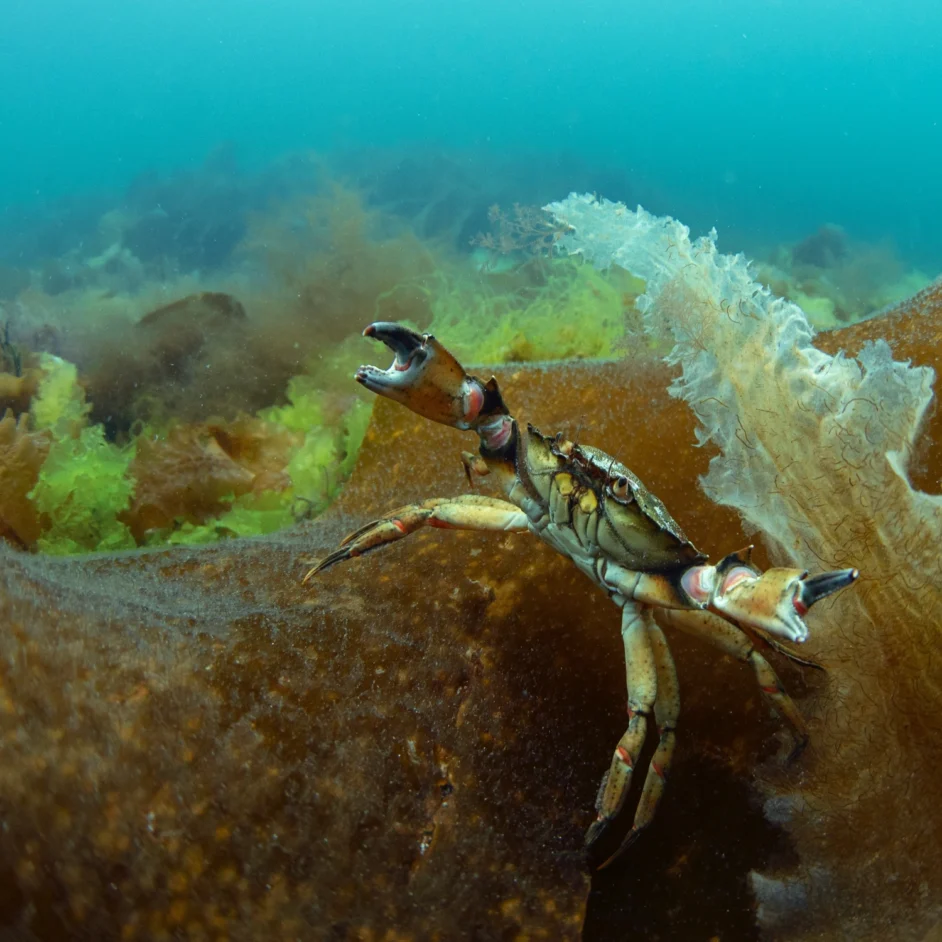 Crab on sea bed in UK waters.