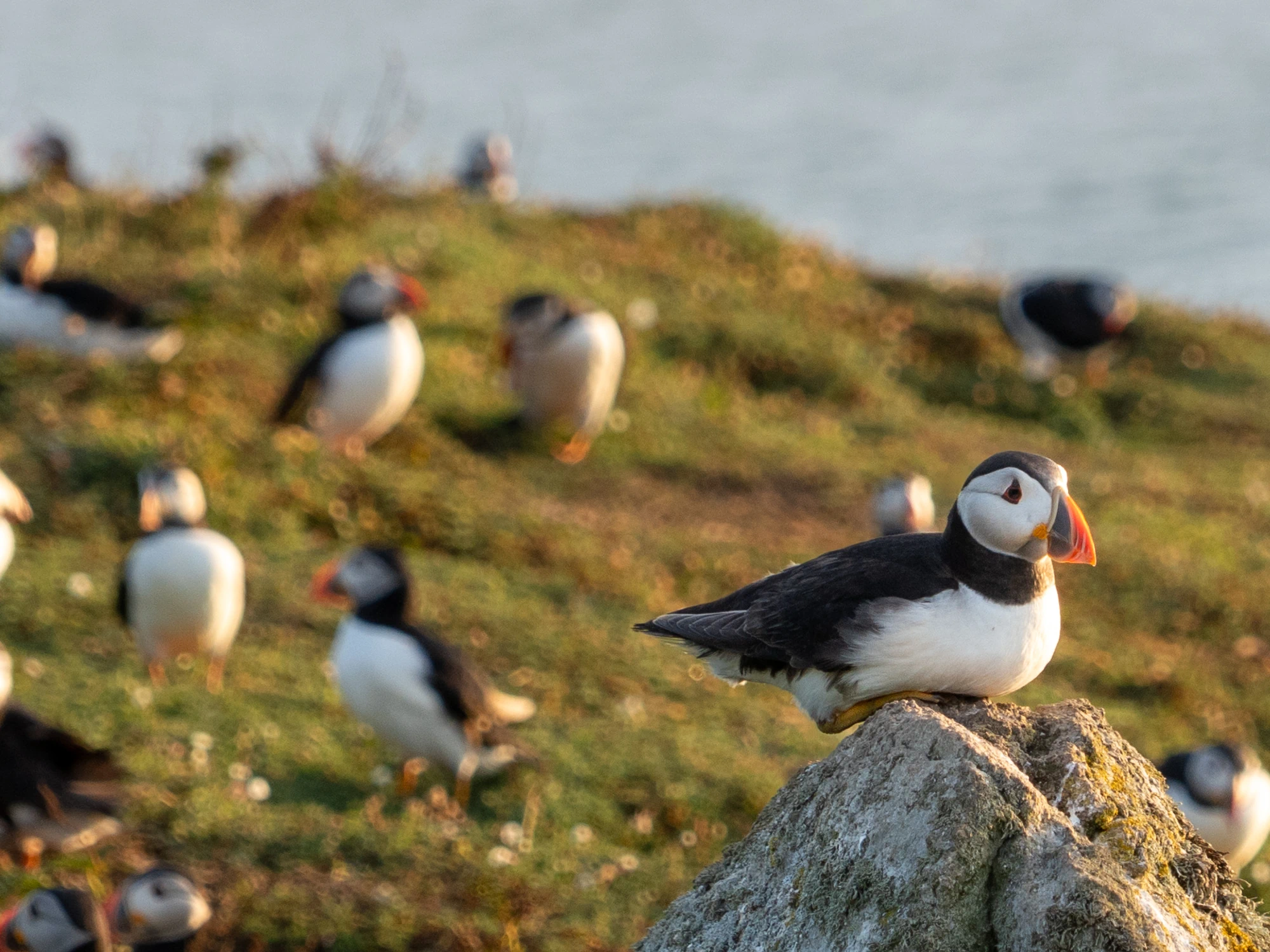 Puffins on a grassy outcrop on a cliff.