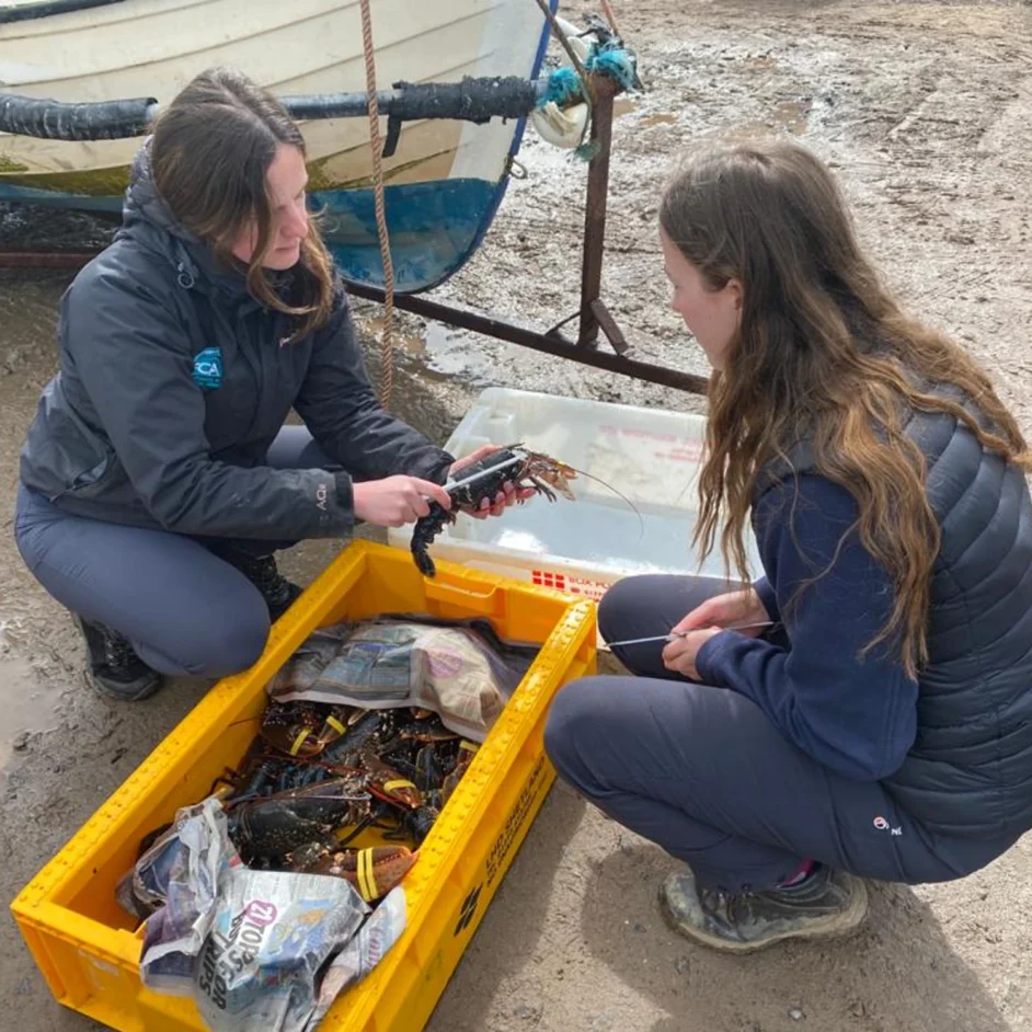 NIFCA worker crouches by yellow crate of lobsters on sea shore, demonstrating to volunteer how to measure lobster.
