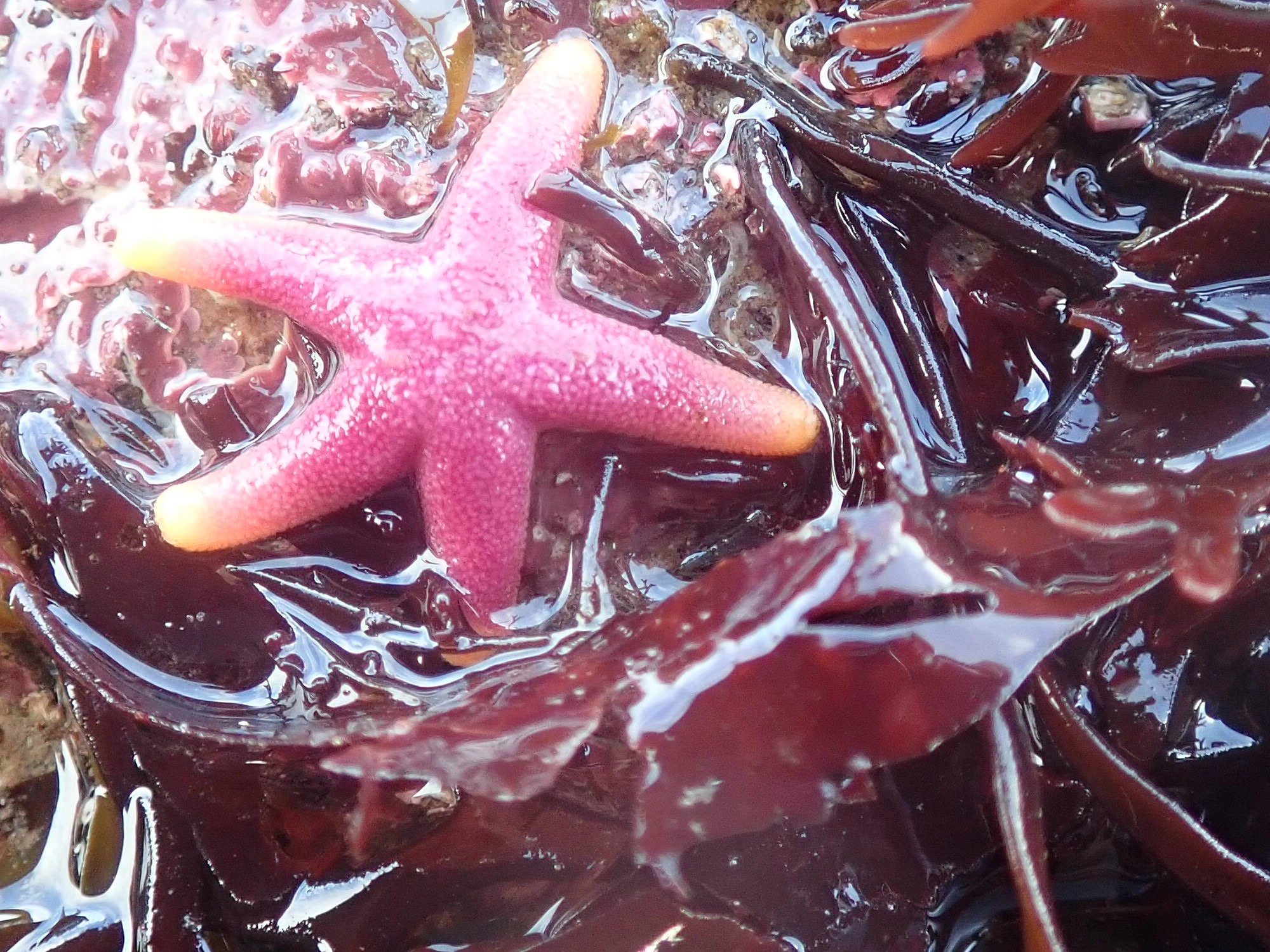 Small starfish on seaweed.