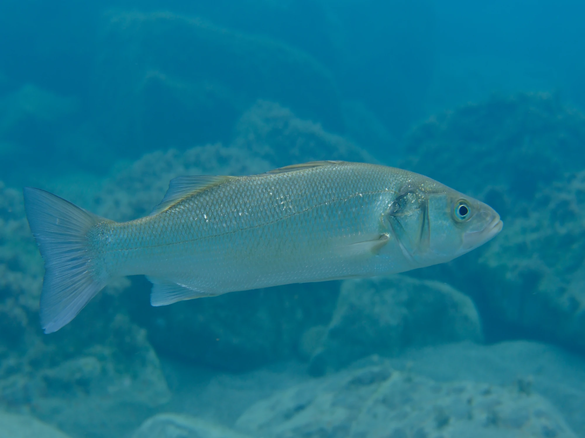 European bass pictured swimming underwater.
