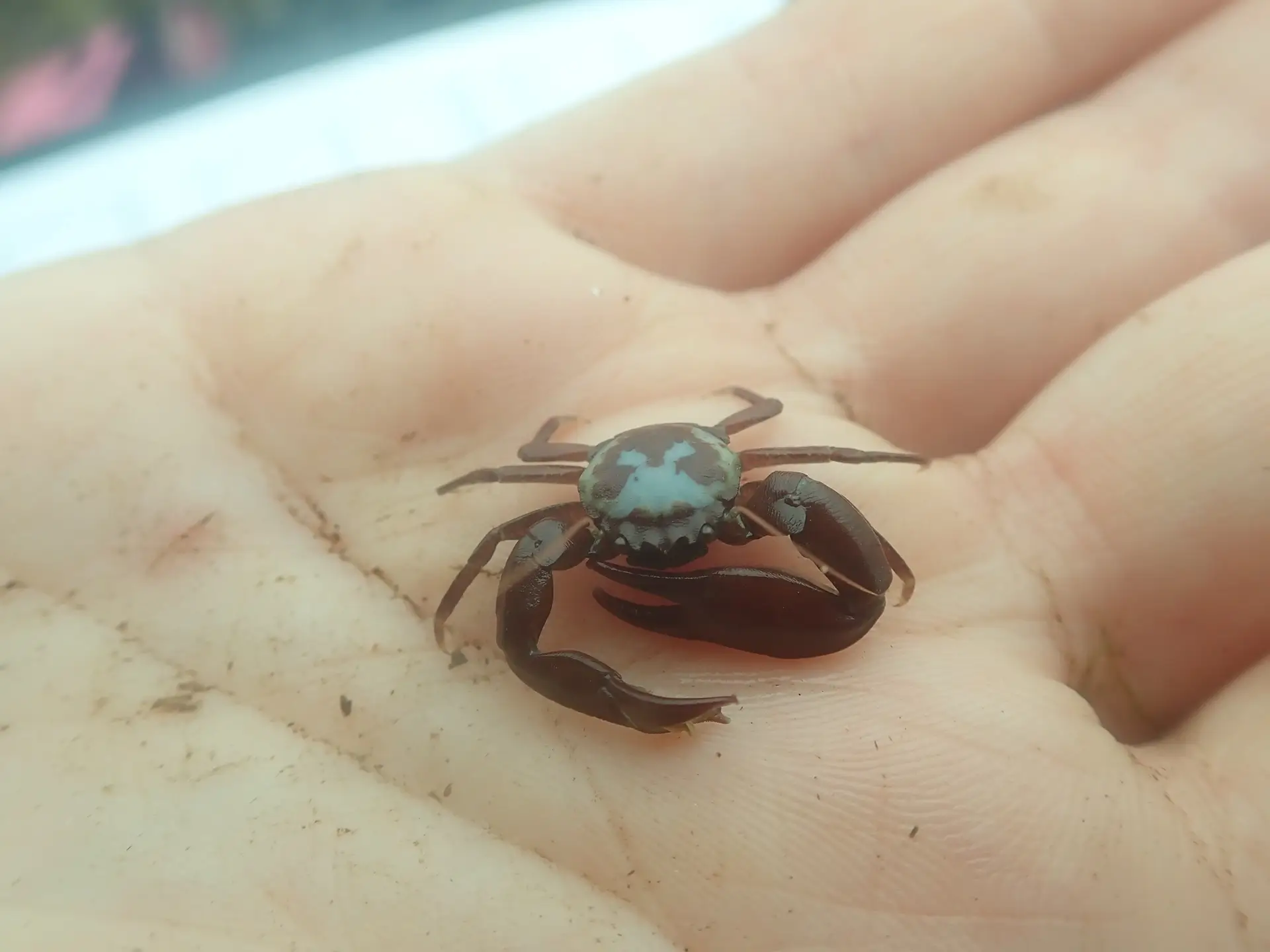 Close up of Porcelain Crab in palm of NIFCA representative's hand.