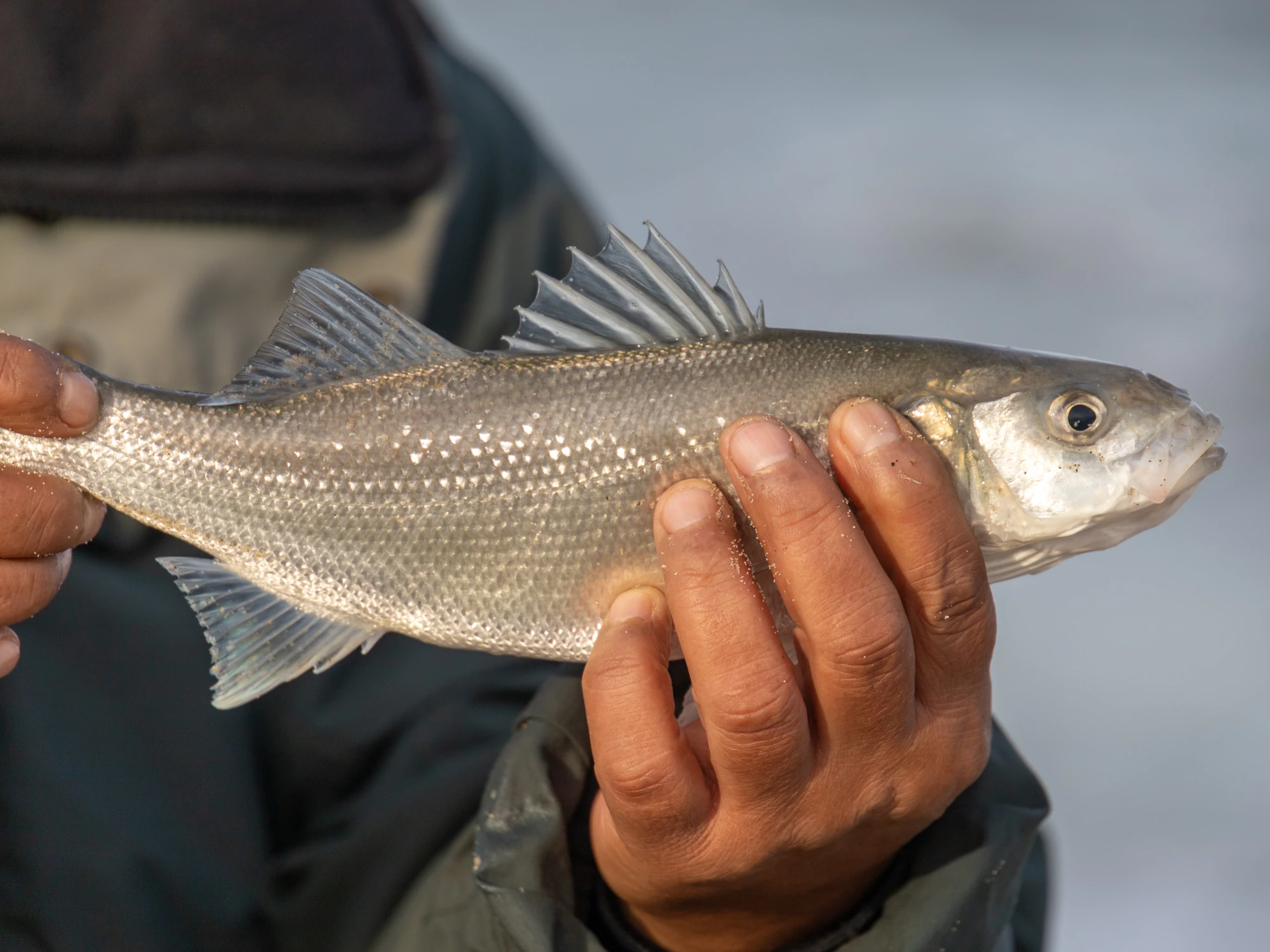 Man holding freshly caught European Sea Bass.